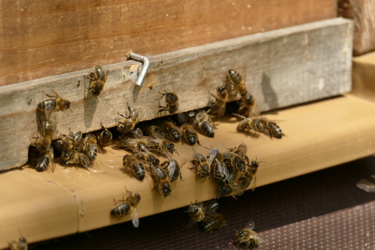 Gedanken: Warum Imkern?